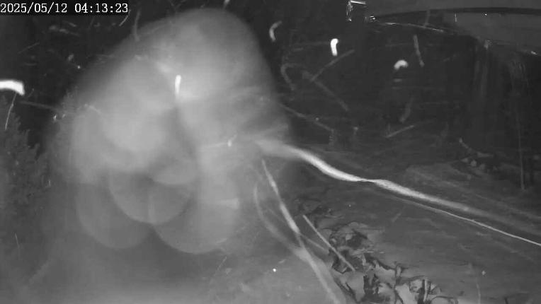 Webcam Apex Mountain: Top of the Quad