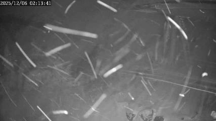 Apex Mountain: Top of the Quad (apexresort.com)