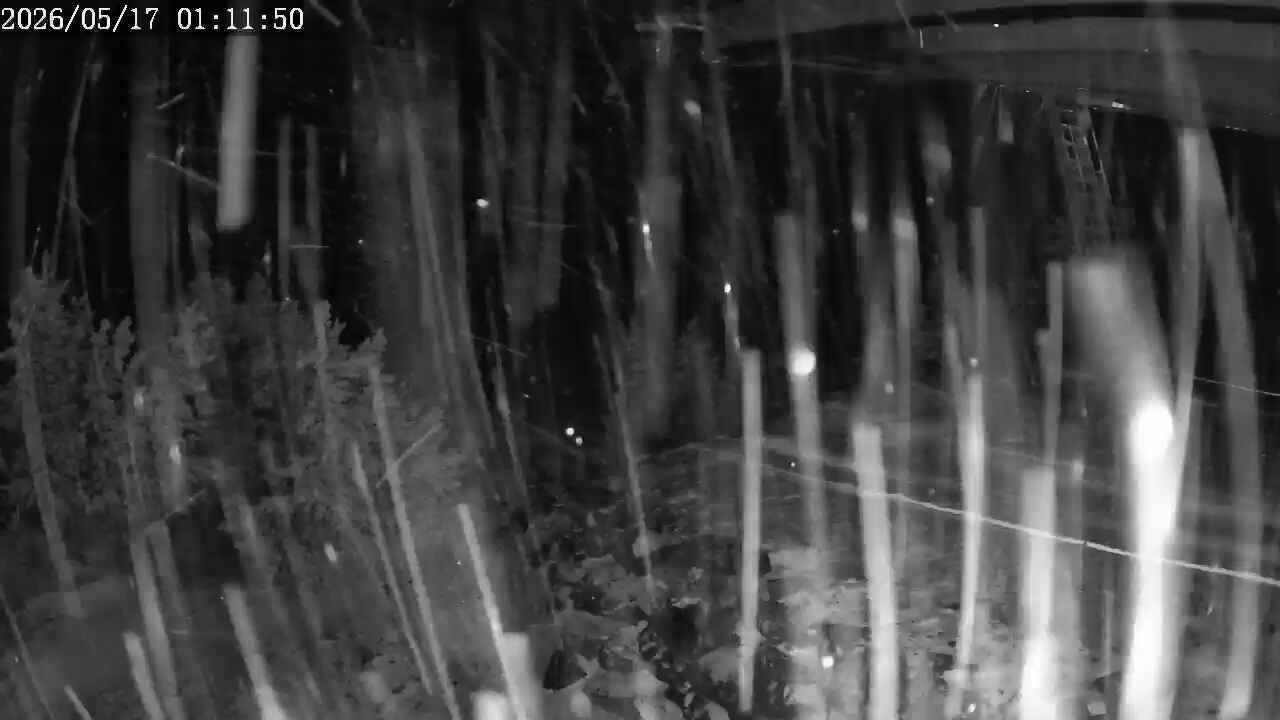 Webcam Apex Mountain: Top of the Quad