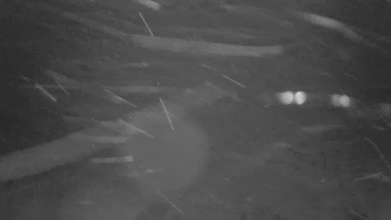 Webcam Beaver Creek: Mccoy Park