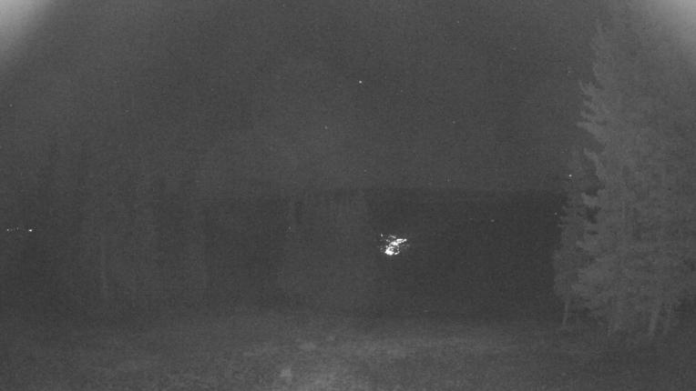 Webcam Beaver Creek: Red buffalo park