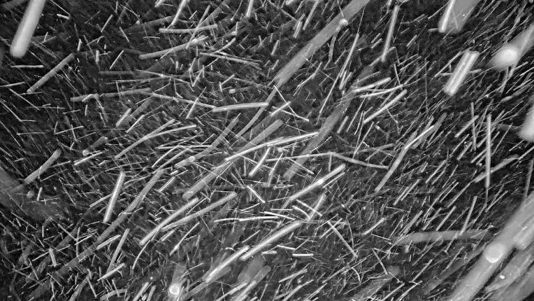 Webcam Beaver Creek: Spruce