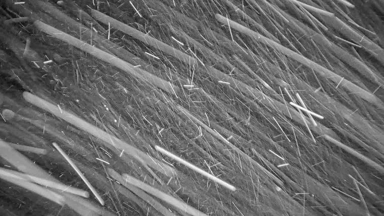 Webcam Beaver Creek: Spruce