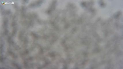 Boí Taüll: Cap Mulleres 2270m (vallboi.cat)