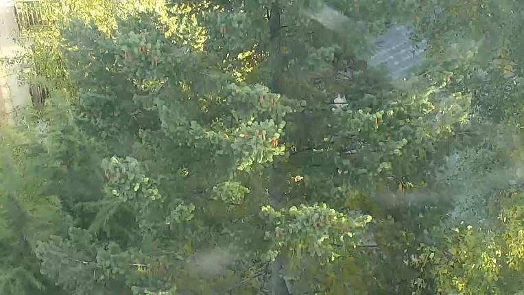 Webcam Cambre d Aze: Sant pierre del forcats