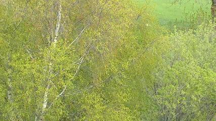 Cambre d Aze webcam