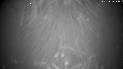 Cardrona: Main Basin (cardrona-treblecone.com)