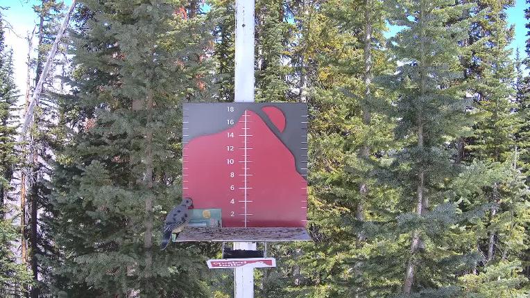 Webcam Crested Butte: PowCam