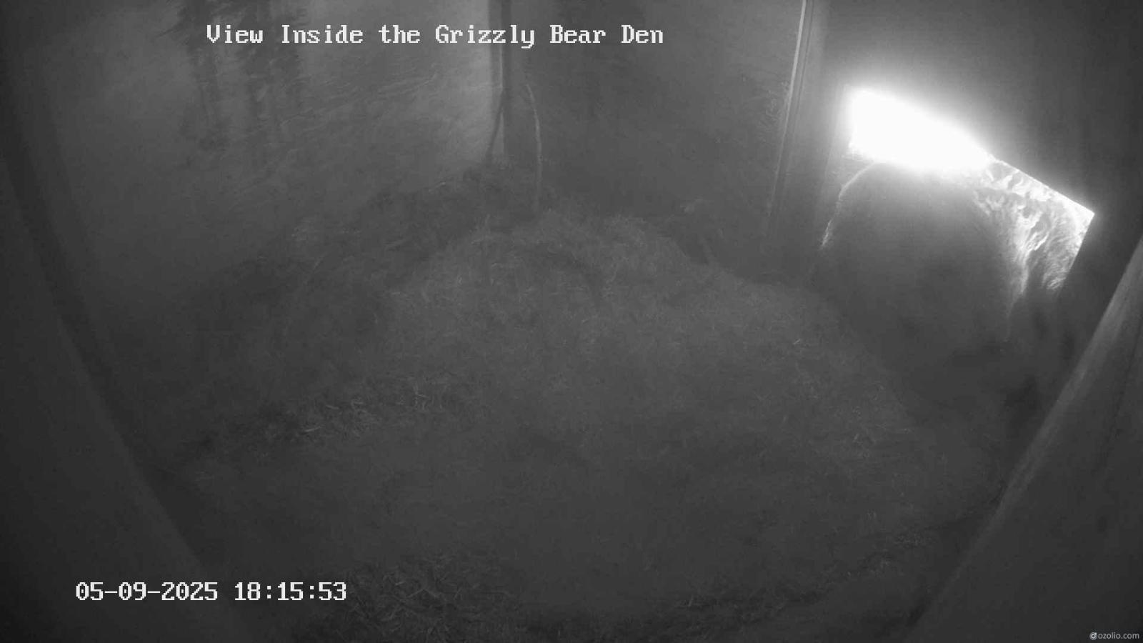 Webcam Grouse Mountain: Bear Den Cam