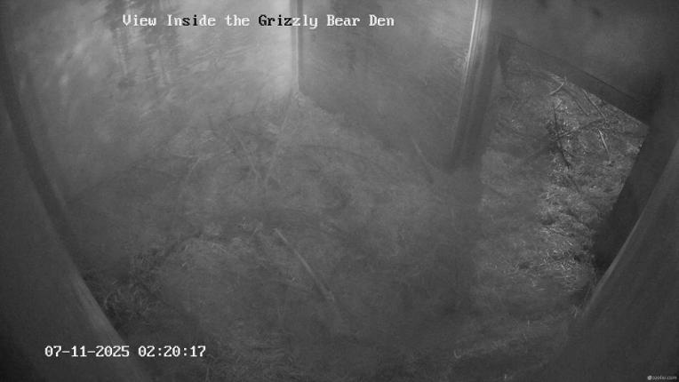 Webcam Grouse Mountain: Bear Den Cam