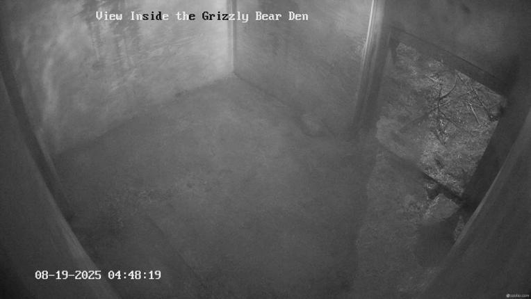 Webcam Grouse Mountain: Bear Den Cam