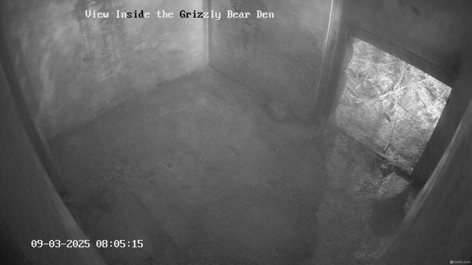 Webcam Grouse Mountain: Bear Den Cam