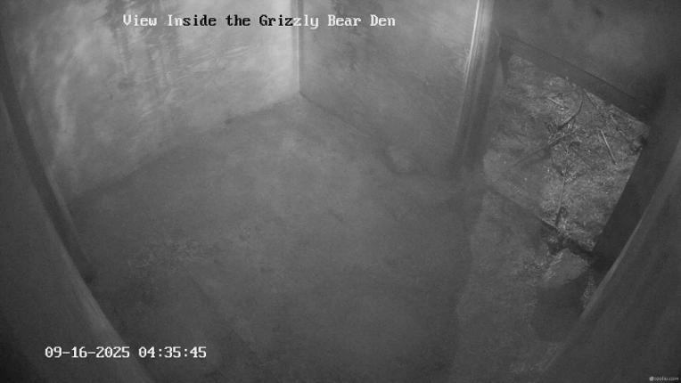 Webcam Grouse Mountain: Bear Den Cam