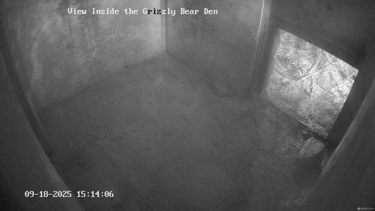 Webcam Grouse Mountain: Bear Den Cam