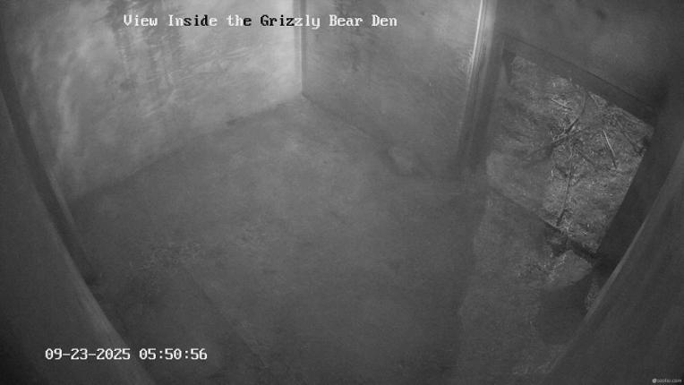 Webcam Grouse Mountain: Bear Den Cam