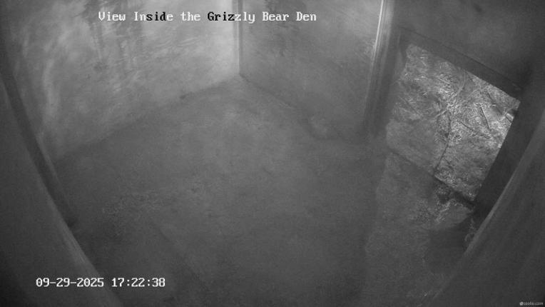 Webcam Grouse Mountain: Bear Den Cam
