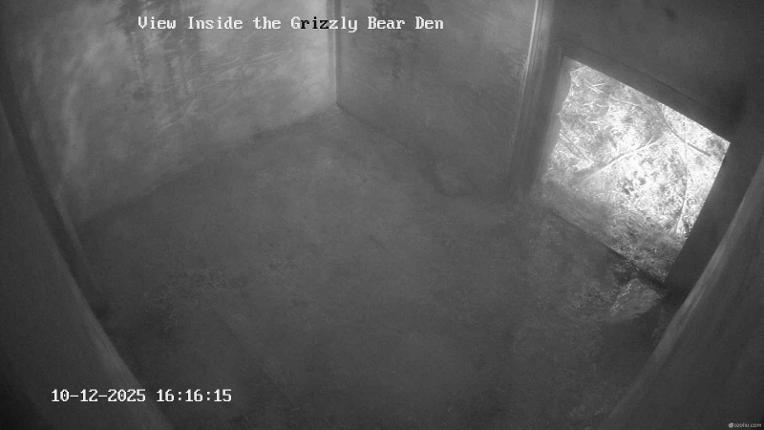 Webcam Grouse Mountain: Bear Den Cam