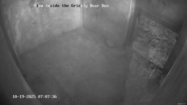 Webcam Grouse Mountain: Bear Den Cam