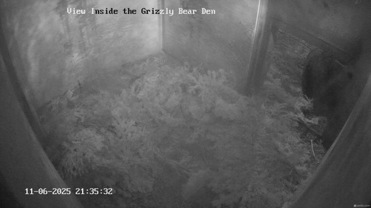 Webcam Grouse Mountain: Bear Den Cam