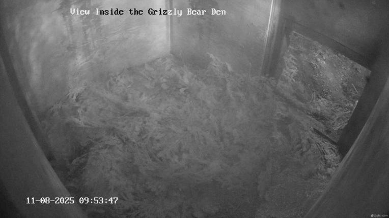 Webcam Grouse Mountain: Bear Den Cam