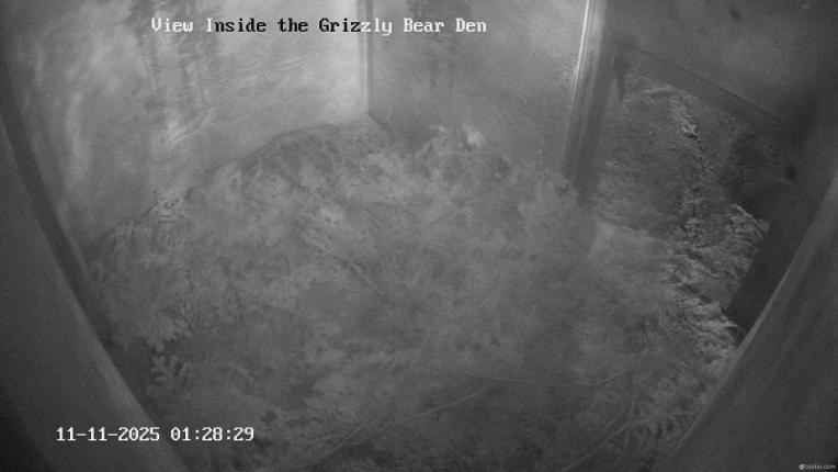 Webcam Grouse Mountain: Bear Den Cam