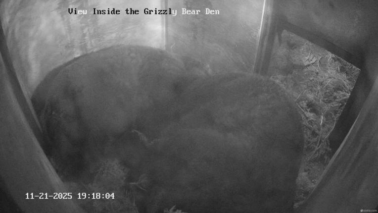 Webcam Grouse Mountain: Bear Den Cam
