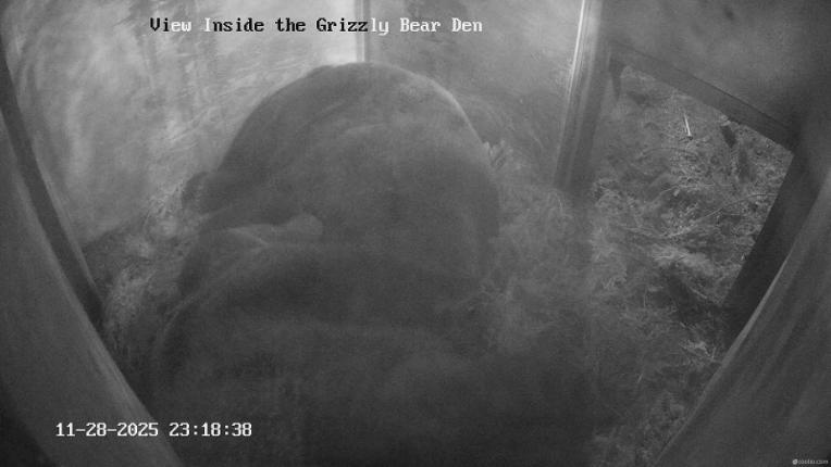 Webcam Grouse Mountain: Bear Den Cam