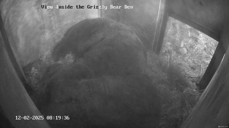 Webcam Grouse Mountain: Bear Den Cam