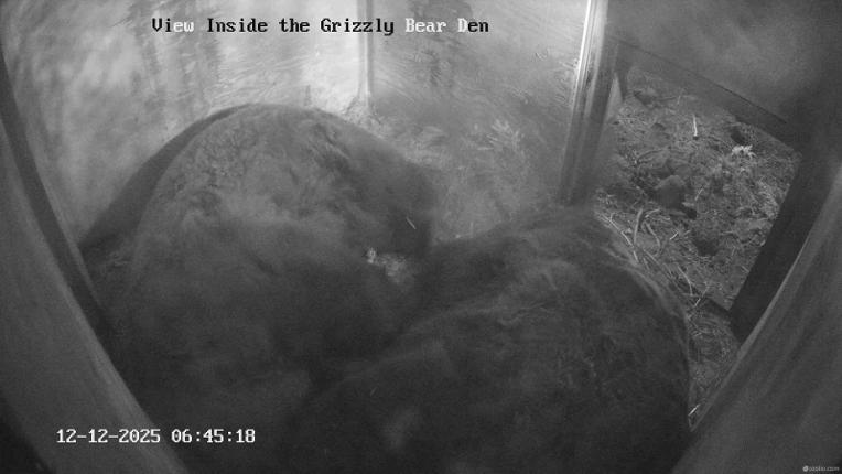 Webcam Grouse Mountain: Bear Den Cam