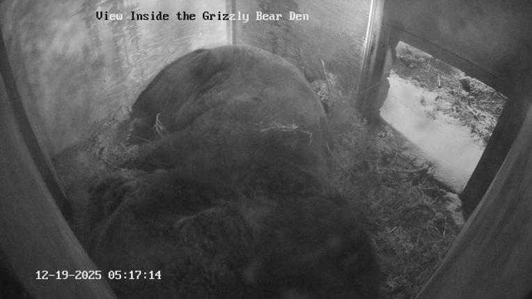 Webcam Grouse Mountain: Bear Den Cam