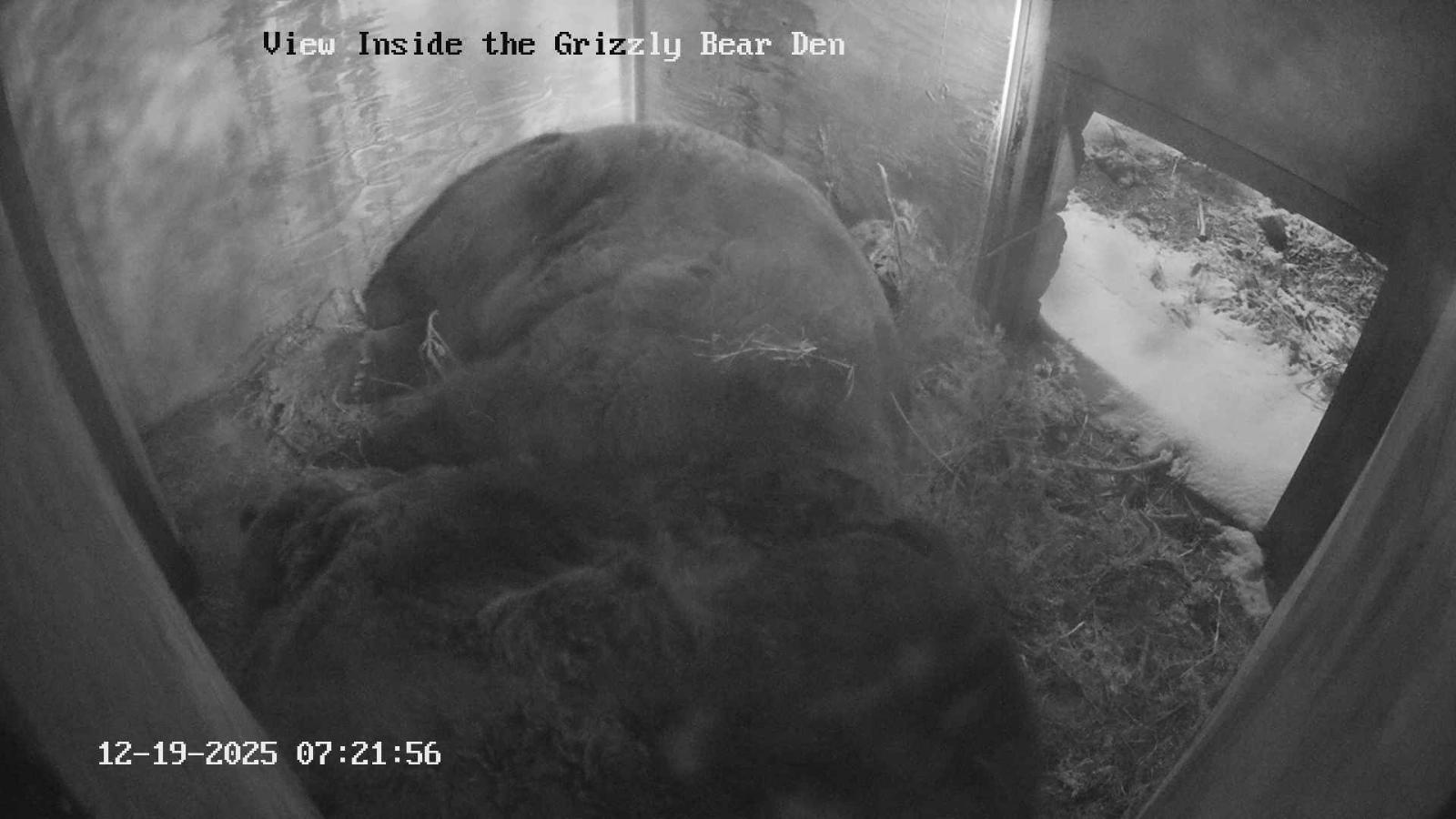 Webcam Grouse Mountain: Bear Den Cam