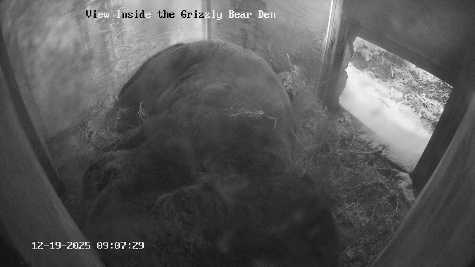 Webcam Grouse Mountain: Bear Den Cam