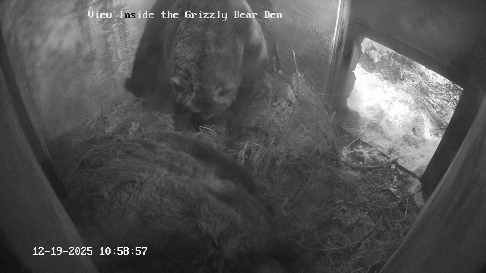 Webcam Grouse Mountain: Bear Den Cam