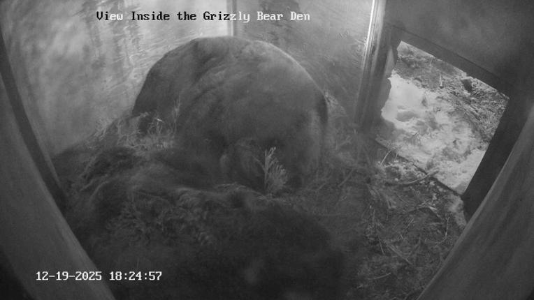 Webcam Grouse Mountain: Bear Den Cam