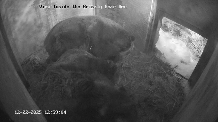 Webcam Grouse Mountain: Bear Den Cam
