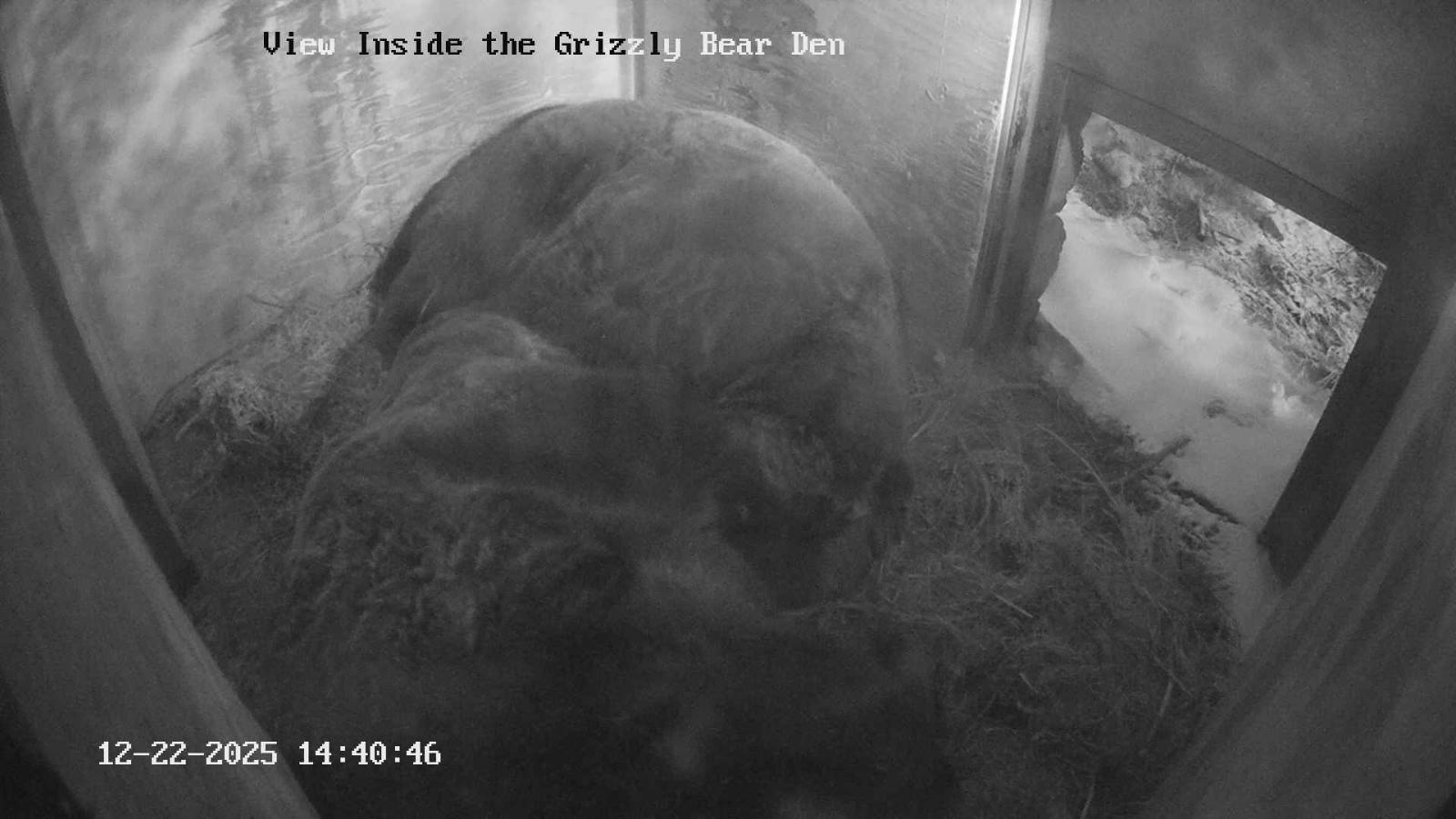 Webcam Grouse Mountain: Bear Den Cam
