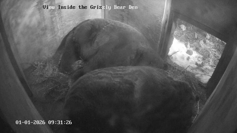 Webcam Grouse Mountain: Bear Den Cam