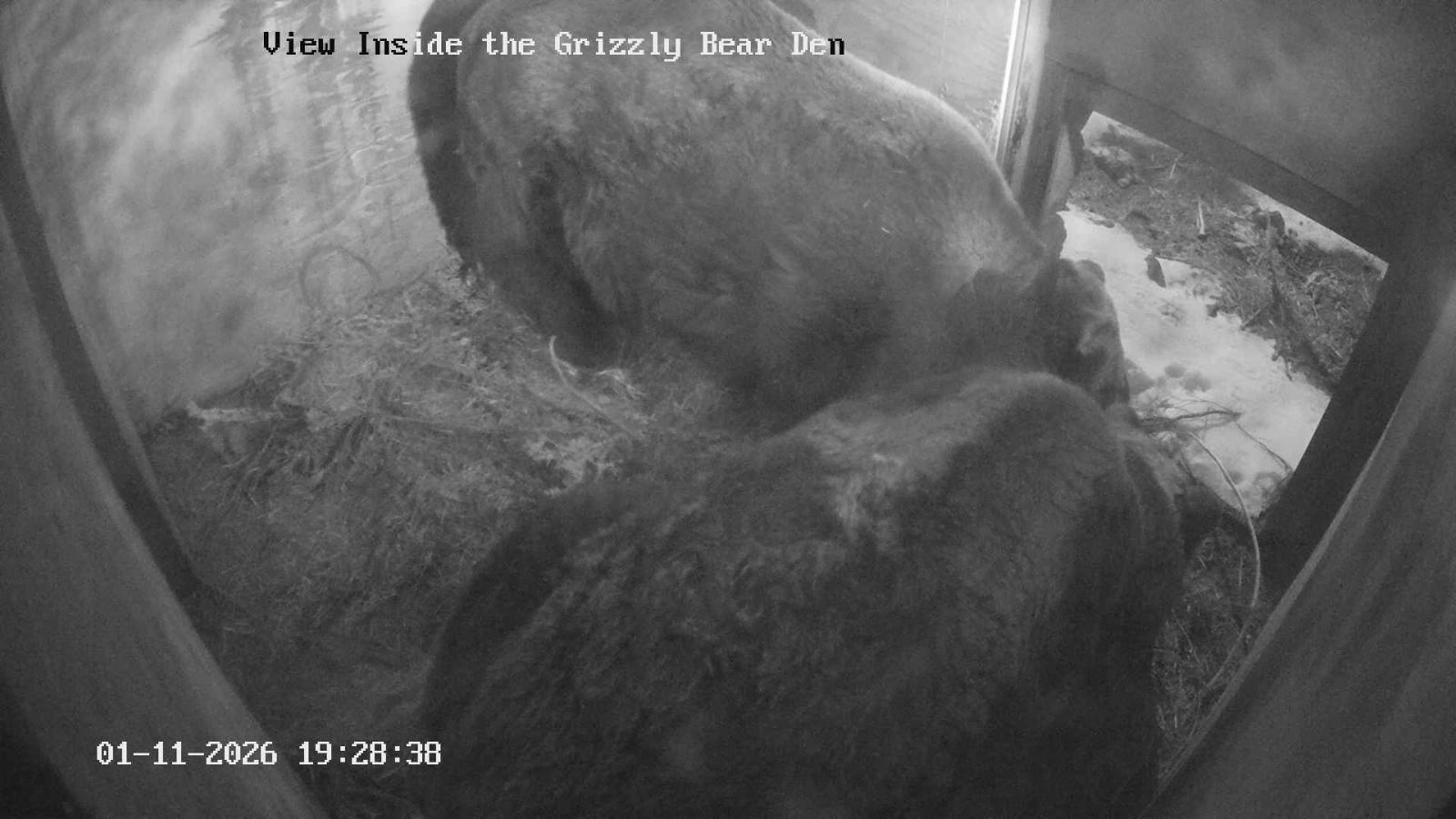 Webcam Grouse Mountain: Bear Den Cam
