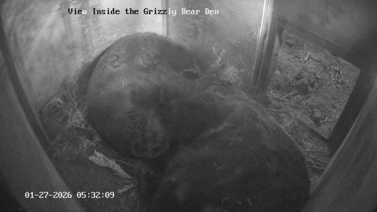 Webcam Grouse Mountain: Bear Den Cam