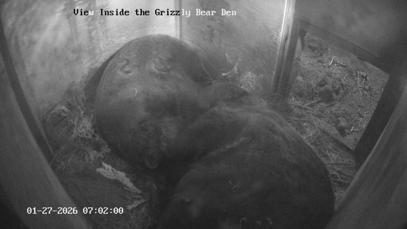 Webcam Grouse Mountain: Bear Den Cam