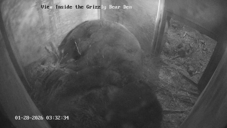 Webcam Grouse Mountain: Bear Den Cam