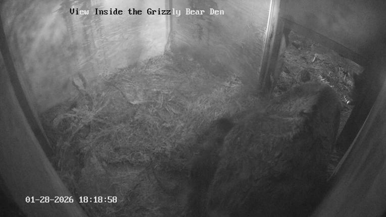 Webcam Grouse Mountain: Bear Den Cam