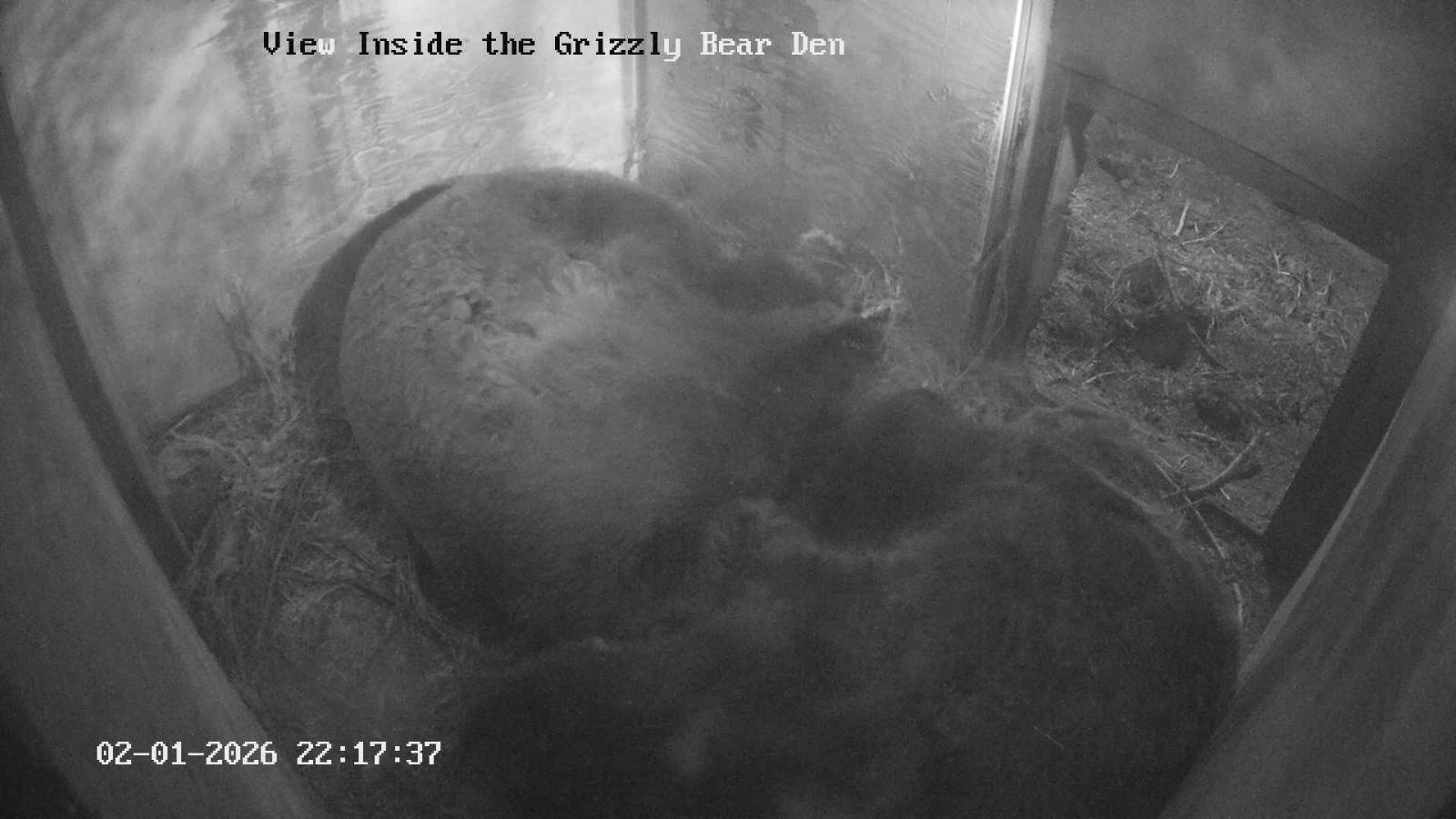 Webcam Grouse Mountain: Bear Den Cam