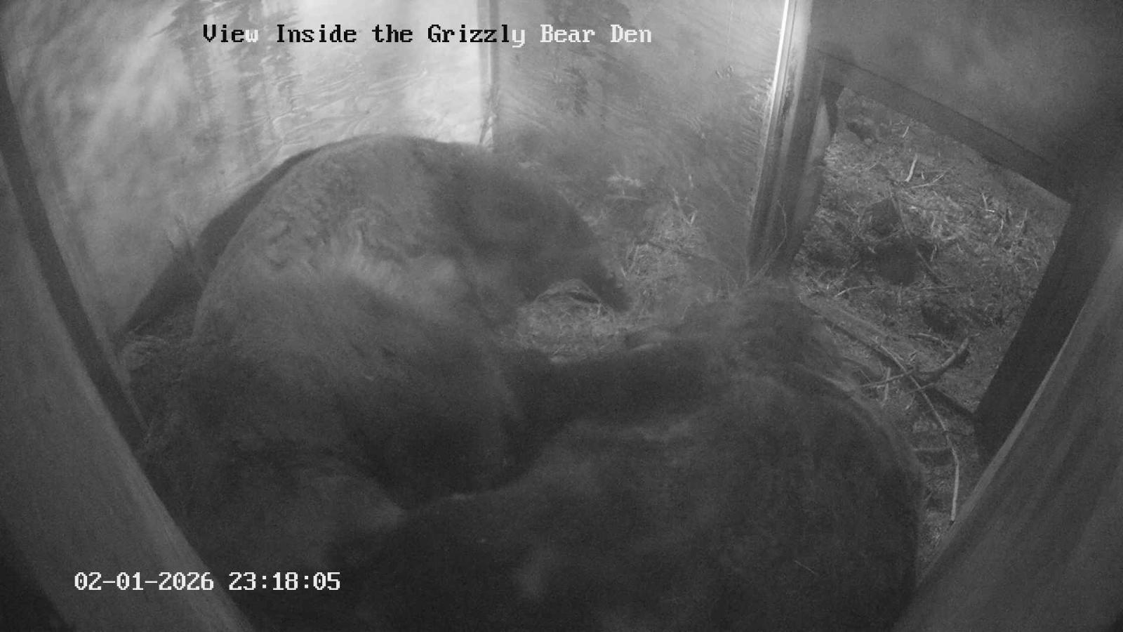 Webcam Grouse Mountain: Bear Den Cam