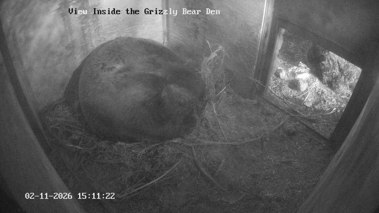 Webcam Grouse Mountain: Bear Den Cam