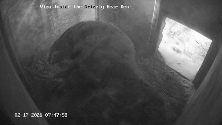 Webcam Grouse Mountain: Bear Den Cam