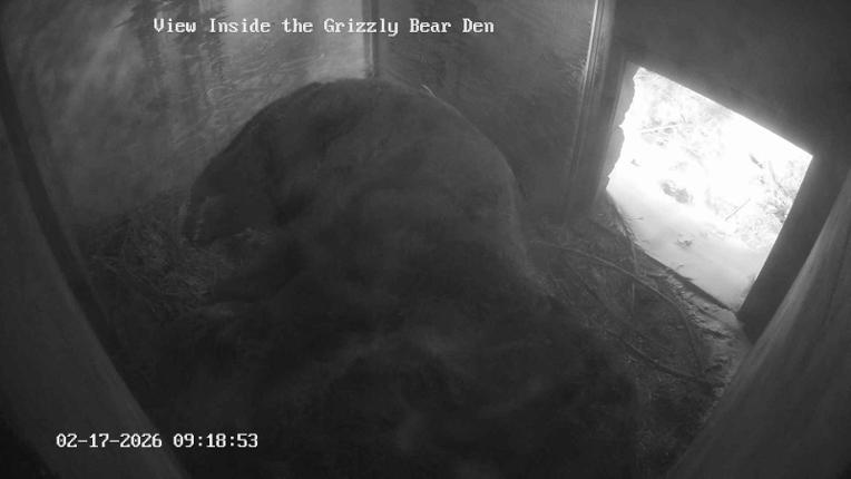 Webcam Grouse Mountain: Bear Den Cam