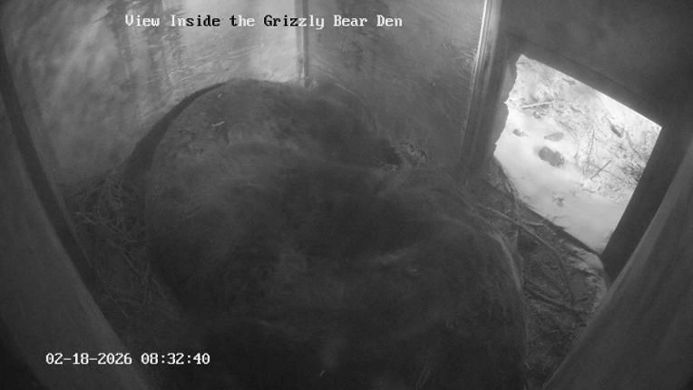 Webcam Grouse Mountain: Bear Den Cam