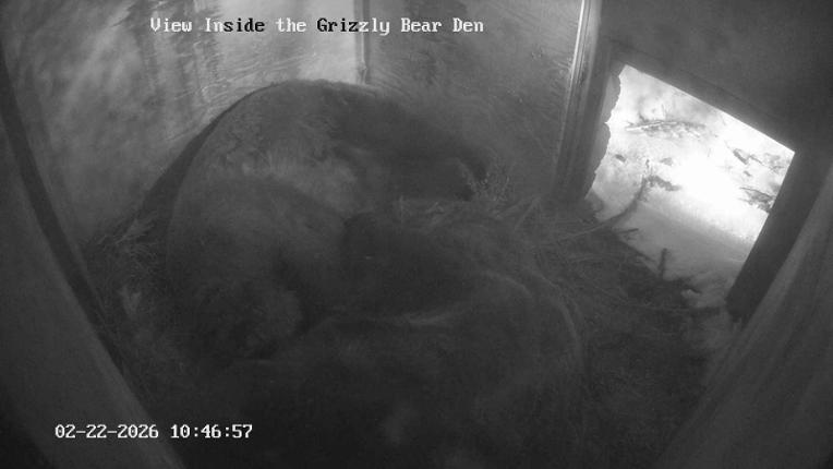Webcam Grouse Mountain: Bear Den Cam