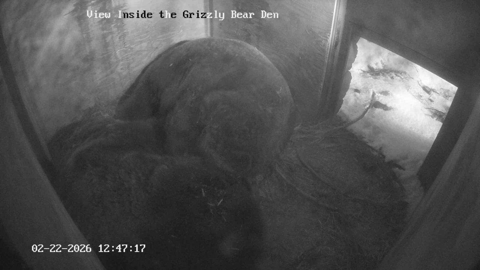 Webcam Grouse Mountain: Bear Den Cam